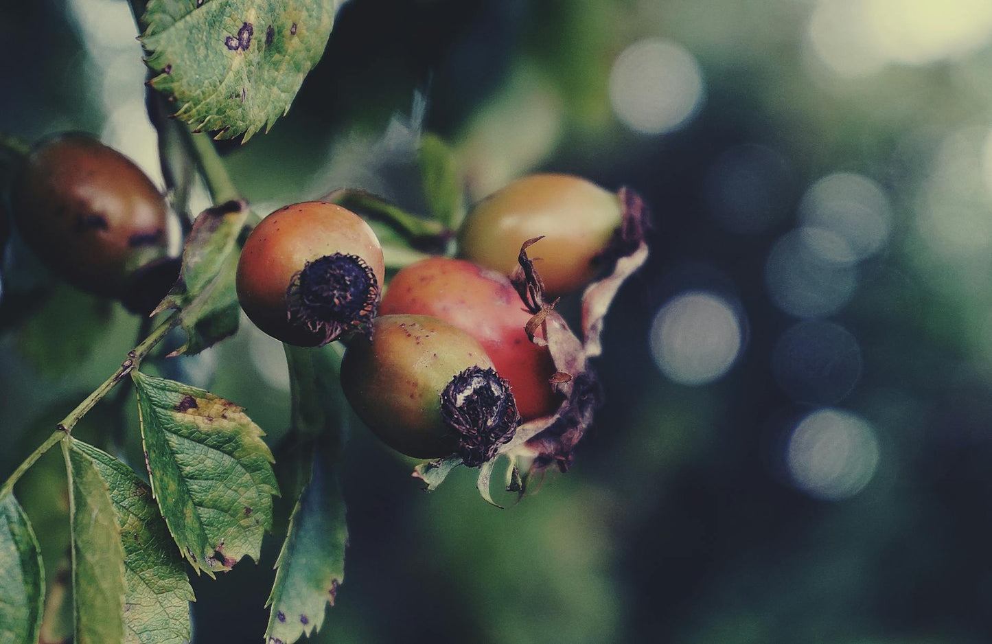 A detailed close-up of ripe berries on a branch set against a lush green backdrop, highlighting natural beauty.