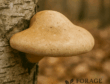 Birch Polypore (Fomitopsis betulina)